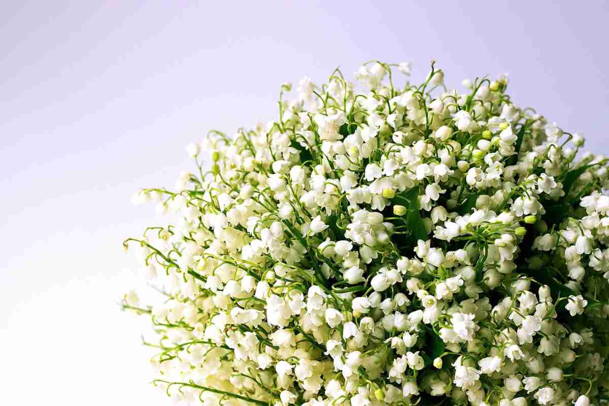 I fiori spettacolari scelti da Grace Kelly per le nozze