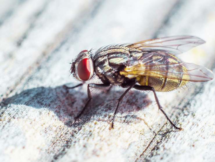 Mosca, questo tipo depone 500 uova in casa